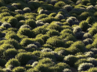 Thriving Lush Flowers and Plants in Dense Clustered Bushes Natural Growth 3d model