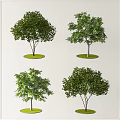 Outdoor Tree Pit Design With Different Trees And Circular Green Bases 3d model