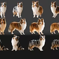 Collie Dogs In Various Poses Standing And Sitting On Black Reflective Background