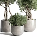 Stylish Bonsai Potted Plants With Tree Like And Shrub Like Growth In Gray Concrete Pots