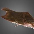 Brown Flat Flounder Fish With Fresh Whole Body On Gray Background