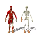 Detailed Human Limb Organ Anatomical Models Showing Muscular And Skeletal Components