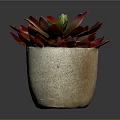 Red Leaf Succulent Plant In Natural Stone Pot With Green Center And Vibrant Foliage