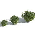 Palm Tree Modern Palm Tree 3d model