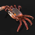 Realistic Red Crab Model With Claws Detailed Legs And Black Background