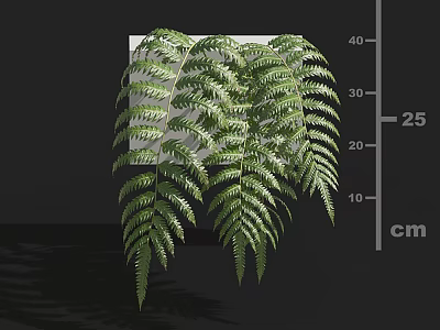 Fern Plant with Lush Hanging Leaves Measuring 25 cm Tall Against Dark Background 3d model