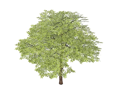 Lush Green Leafy Arbor With Full Canopy Healthy Brown Trunk And Natural Shape 3d model