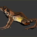 Brown Spotted Frog With Yellow Belly And Webbed Feet On Dark Background