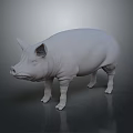White Standing Pig 3D Model with Detailed Ears on Dark Reflective Surface 3d model