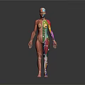 Colorful Human Anatomy Model Medical Device For Body System Visualization In Education