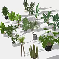 Assorted Bonsai and Potted Plants with Lush Green Leaves for Indoor Decor