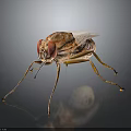 Brownish Yellow Fly With Red Compound Eyes Transparent Wings And Slender Legs On Reflective Surface