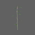 Green Leafy Plant Branch With Small Pink Fruits On Gray Background