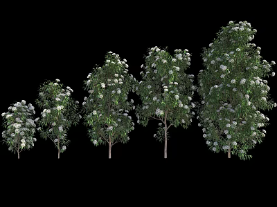 Multiple Flowering Trees With White Blossoms And Green Leaves In Various Heights 3d model