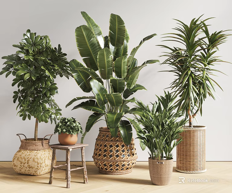 Indoor Potted Plants in Woven Baskets and Ceramic Pots with Lush Foliage for Home Decor 3d model 