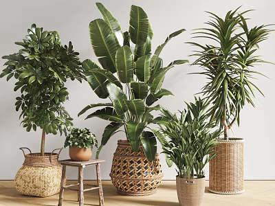 Indoor Potted Plants in Woven Baskets and Ceramic Pots with Lush Foliage for Home Decor 3d model