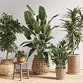 Indoor Potted Plants in Woven Baskets and Ceramic Pots with Lush Foliage for Home Decor