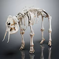 Modern Skeleton Animal Skeleton Bone 3d model