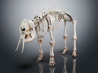 Modern Skeleton Animal Skeleton Bone 3d model