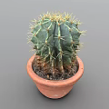 Green Spiky Cactus Plant Growing In Terracotta Pot With Gray Background