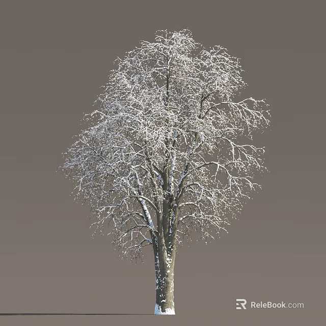 Tall Deciduous Tree With Snow Covered Bare Branches Against Gray Background 3d model 
