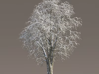 Tall Deciduous Tree With Snow Covered Bare Branches Against Gray Background 3d model