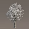 Tall Deciduous Tree With Snow Covered Bare Branches Against Gray Background