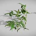 Various Green Plants Including Grass Shrubs and Leafy Sprouts Arranged on Gray Background