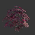 Vibrant Purple Red Leaf Shrub With Bushy Branches And Lush Foliage