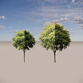 Two Arbor Trees With Lush Green Foliage And Upright Trunks On Gray Background