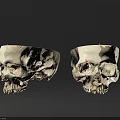 Two Human Skulls Anatomical Display Frontal And Lateral Views With Detailed Bone Features 3d model