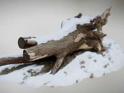 Tree Trunk Collapsed Tree Scanning Trunk Scanning Snow 3d model