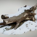 Tree Trunk Collapsed Tree Scanning Trunk Scanning Snow 3d model