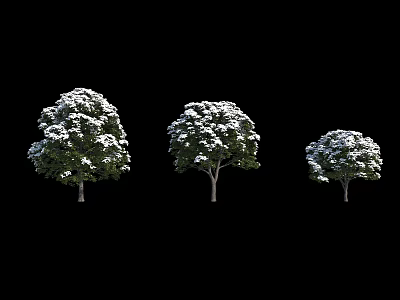 Modern Tree Snow Buckeye 3d model Modern Tree Snow Buckeye 3d model