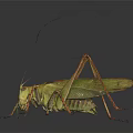 Green Grasshopper with Long Legs and Green Body on Dark Background with Reflection