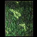 Living Green Wall Design With Lush Ferns Various Plants And Natural Foliage