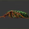 Vibrant Green and Orange Beetle With White Spots On Shiny Exoskeleton