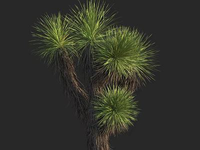 Yucca Plant With Green Long Leaves And Brown Branches On Dark Background 3d model