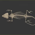 Complete Lizard Skeleton on Dark Background Showcasing Detailed Bone Structure 3d model