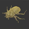 Black Beetle With Shiny Exoskeleton And Six Legs On Dark Background