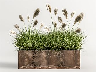 Modern Potted Dog's Tail Grass Potted Plant 3d model