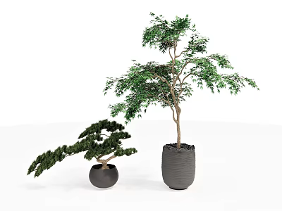 Modern Potted Plant Flower Pot Vase Plant Green Planting Trees Bonsai Solid Wood Small Tree Pok Han Pine 3d model