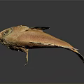 Vibrant Orange Fish With Unique Body Structure And Detailed Fins Isolated On Gray Background