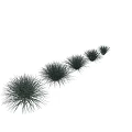 Clumping Green Grass Plants In Various Sizes For Garden Decoration And Landscaping