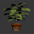 Green Leafy Plant With White Veins In Brown Pot For Indoor Decoration