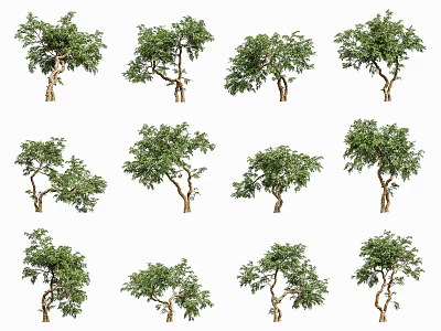Various Arbor Trees With Green Foliage And Natural Trunk Shapes 3d model