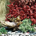 Green Wall Decorated With Red Shrubs Green Plants Stones And Wood Logs