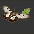 Modern Butterfly Colored Butterfly 3d model