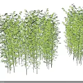 Green Bamboo Plants Growing in Natural Garden Landscape with Fresh Leaves
