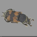 Detailed Black and Brown Patterned Beetle With Exoskeleton on Dark Background 3d model